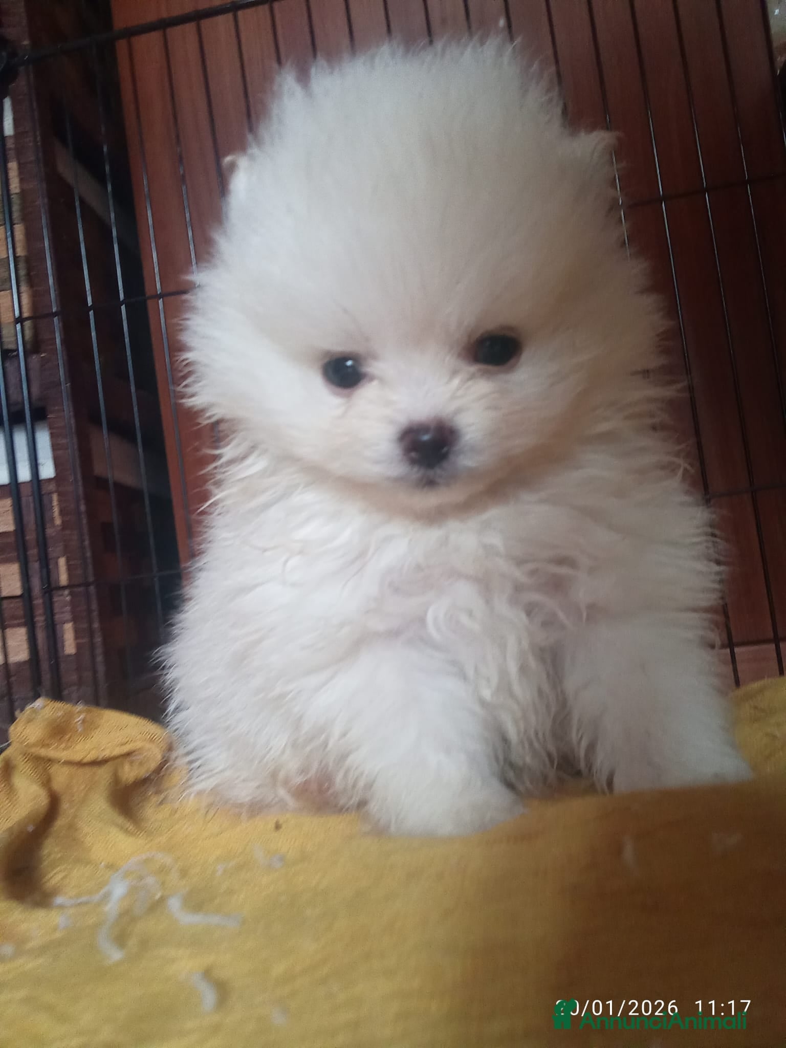 Volpino Pomerania cani POMERANIA  - Annuncio 2