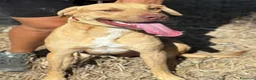 Meticcio cani in regalo: Severino cucciolone 8 mesi cerca casa in adozione - Annuncio 6