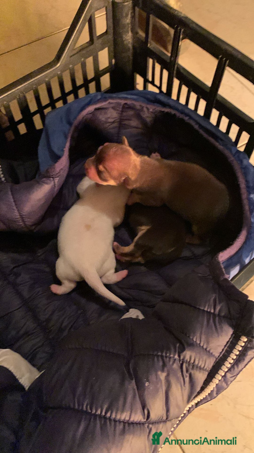 Meticcio cani in vendita: Vedo chihuahua. Invocato  - Annuncio 3