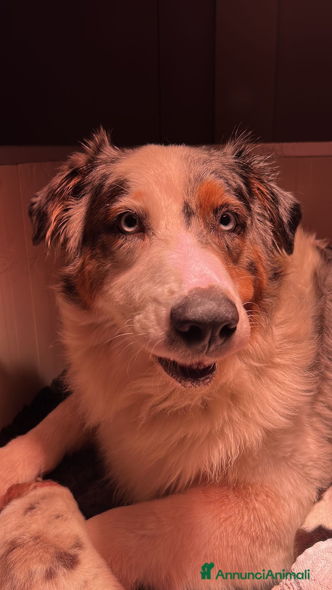 Australian Shepherd cani Cuccioli di pastore australiano con pedogree - Annuncio 4