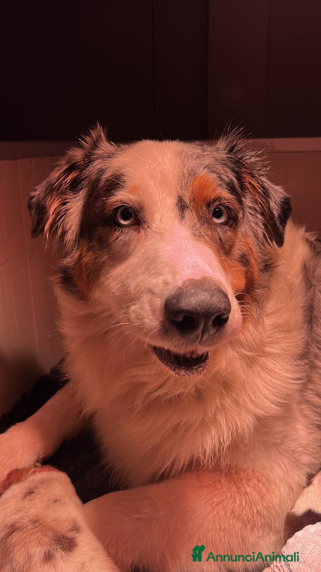 Australian Shepherd cani in vendita: Cuccioli di pastore australiano con pedogree - Annuncio 1