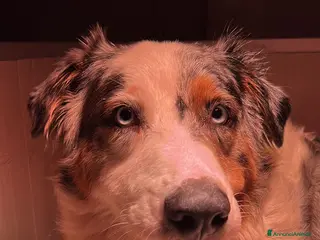 Australian Shepherd cani Cuccioli di pastore australiano con pedogree - Annuncio 37