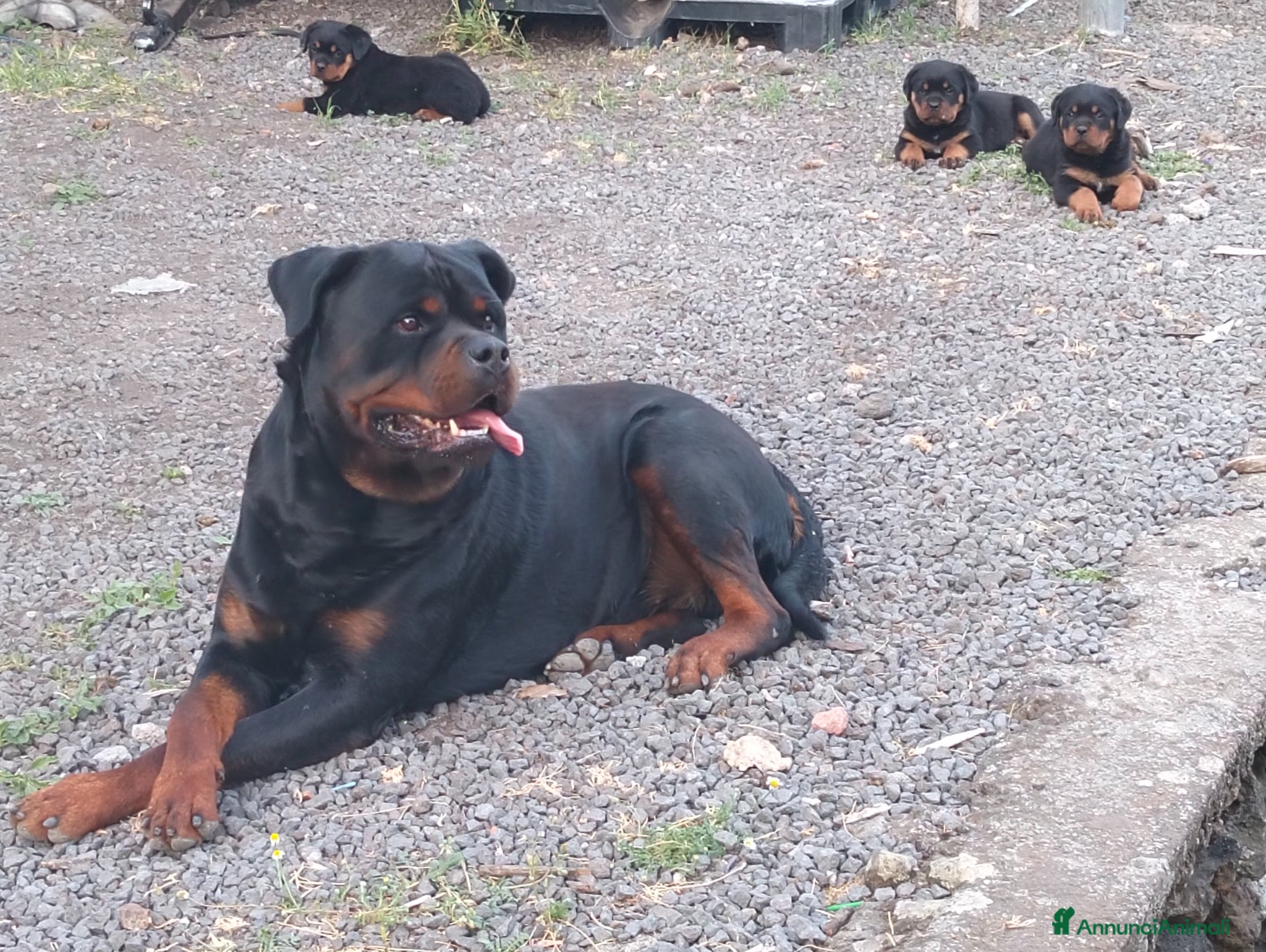 Rottweiler cani in vendita: Cuccioli di rottweiler  - Annuncio 2