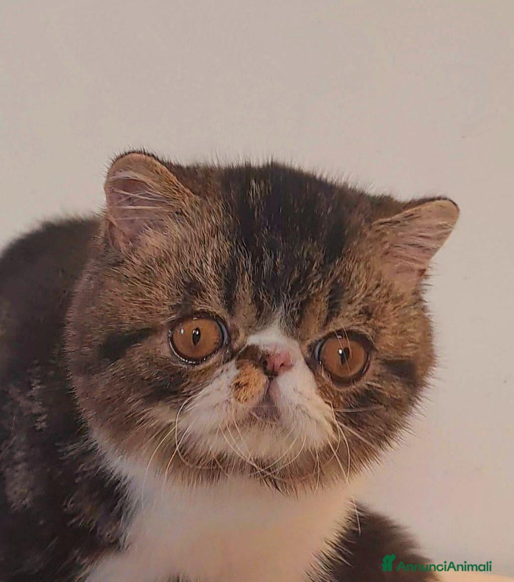 Exotic Shorthair gatti in vendita: Bellissimo cucciolo exotic - Annuncio 9