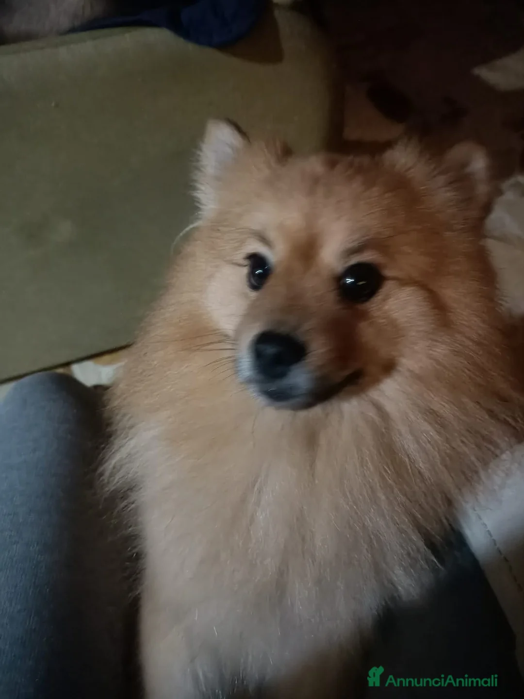 Spitz cani in regalo: Regalo Spitz tedesco maschio - Annuncio 1