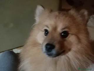 Spitz cani Regalo Spitz tedesco maschio - Annuncio 3