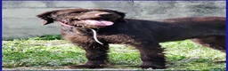 Meticcio cani in regalo: SPELACCHIO merita una vita serena - Annuncio 5