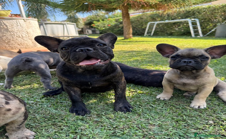 Bulldog Francese cani a Città metropolitana di Milano - Annuncio 12