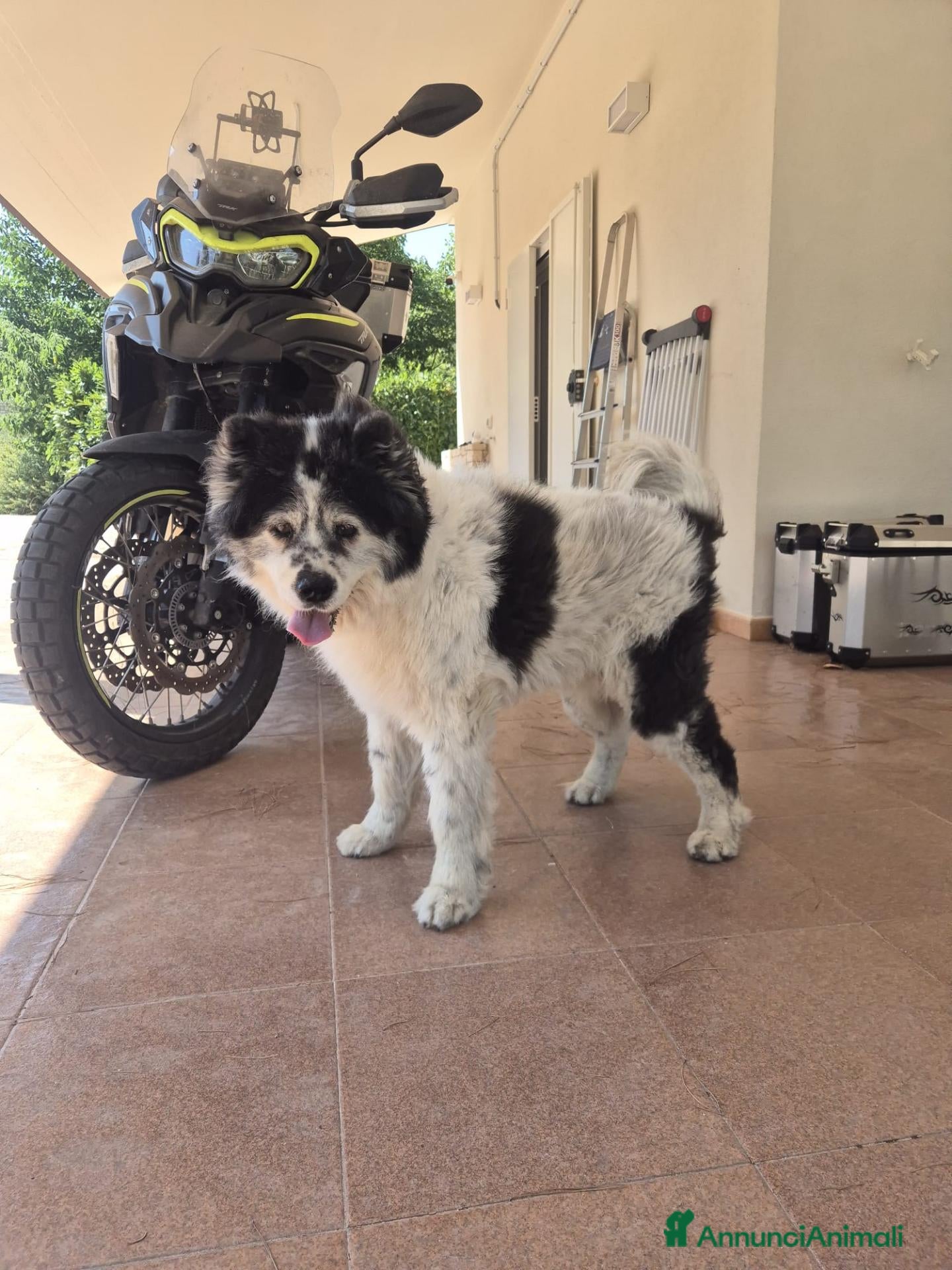 Meticcio cani Sirio, 13 anni: cerca la sua seconda e ultima casa - Annuncio 1