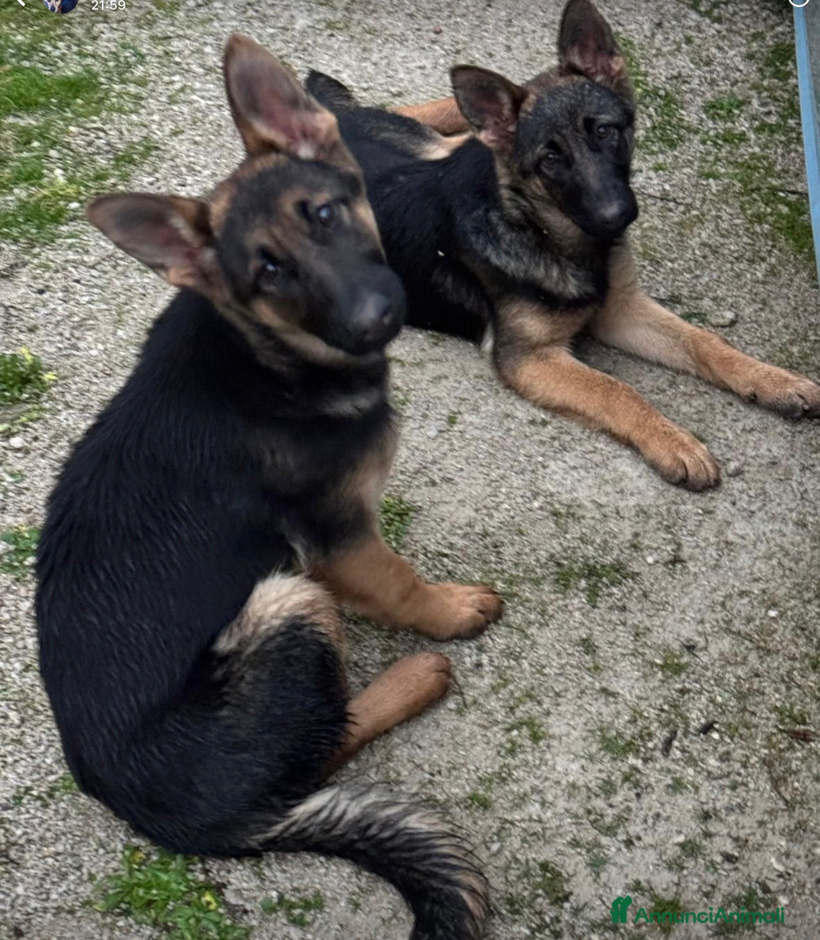 Pastore Tedesco cani ADOZ.DELCUORE:cucciole dolciabbandonate in Sicilia - Annuncio 8