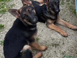 Pastore Tedesco cani ADOZ.DELCUORE:cucciole dolciabbandonate in Sicilia - Annuncio 8