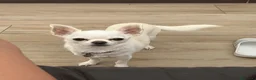 Chihuahua cani in vendita: Cuccioli di chihuahua  - Annuncio 4
