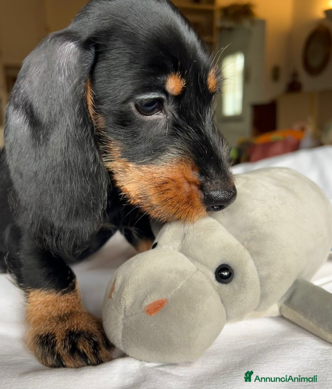 Bassotto cani in vendita: Cuccioli di Bassotto pelo duro con Pedigree Enci - Annuncio 7