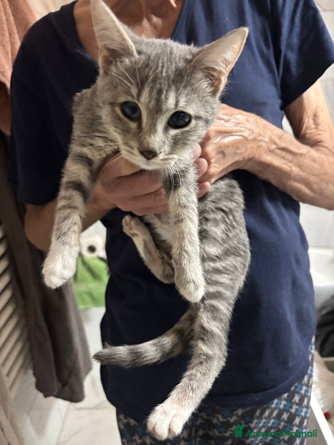 Europeo gatti in regalo: Splendido nadir - Annuncio 1