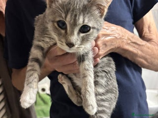 Europeo gatti Splendido nadir - Annuncio 23