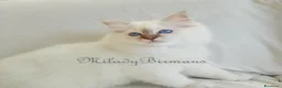 Sacro di Birmania gatti in vendita: Cuccioli Sacro di Birmania  - Annuncio 3