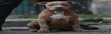American Bully 3