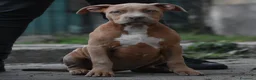 American Bully cani in vendita: Cucciole di American Bully XL. - Annuncio 15