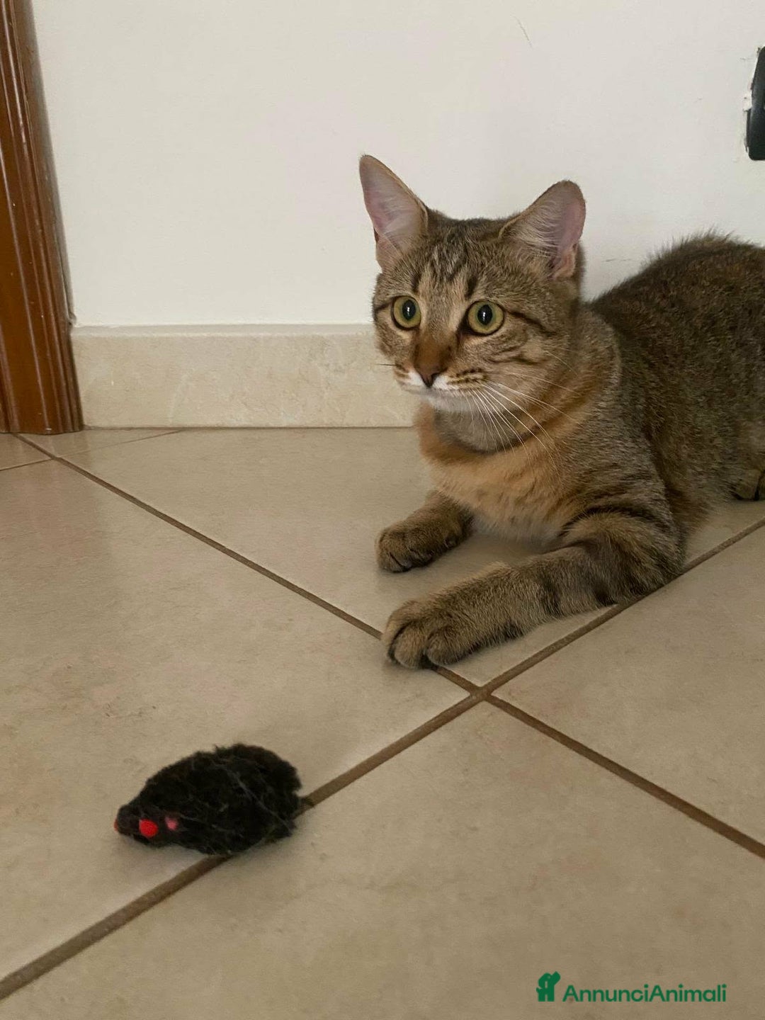 Europeo gatti in regalo: Marinella aspetta una famiglia tutta sua  - Annuncio 5