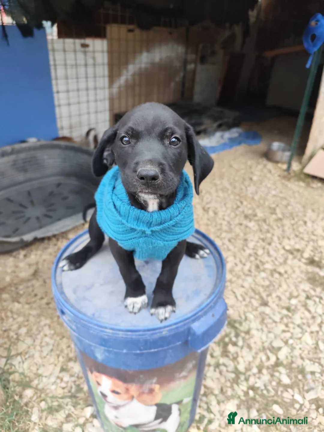 Meticcio cani in regalo: QUARTER spettacolare cucciolo di 2 mesi ❤ - Annuncio 1
