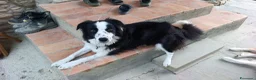 Border Collie cani in vendita: Cuccioli di Border Collie - Annuncio 11