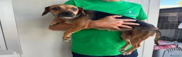 Meticcio cani in regalo: CUCCIOLA TG P - Annuncio 2