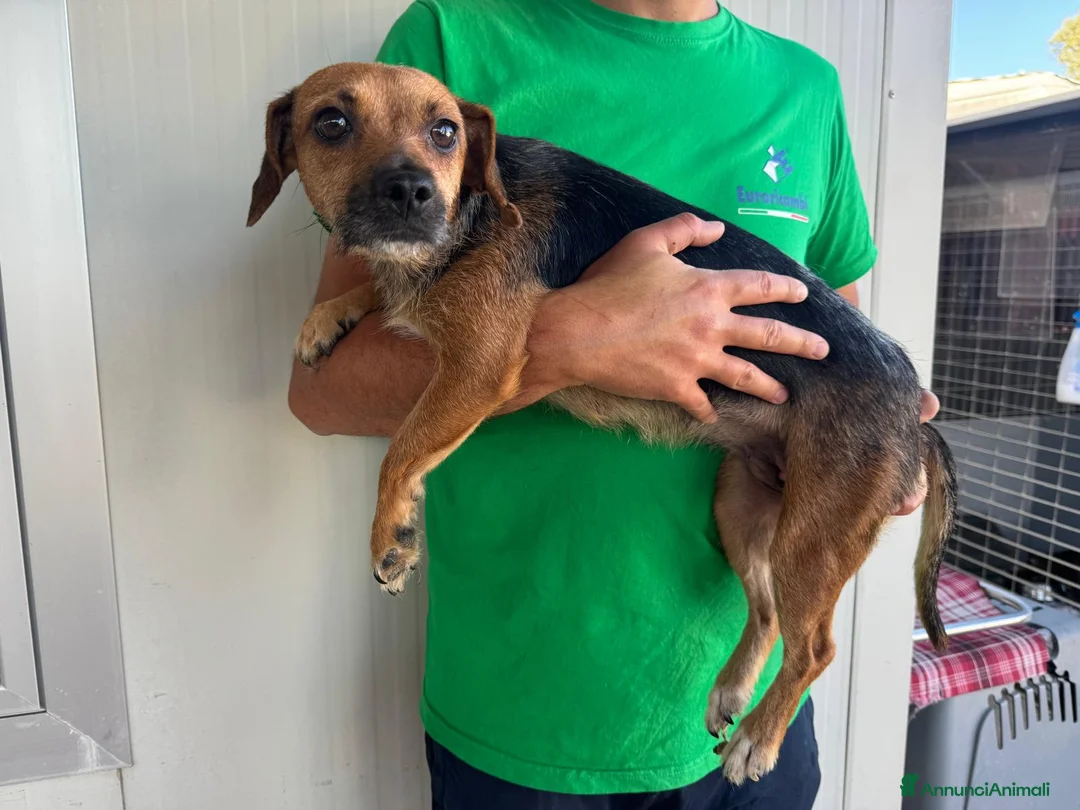 Meticcio cani in regalo: CUCCIOLA TG P - Annuncio 2