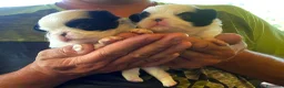 Chin cani in vendita: Cuccioli Japan Chin - Annuncio 2