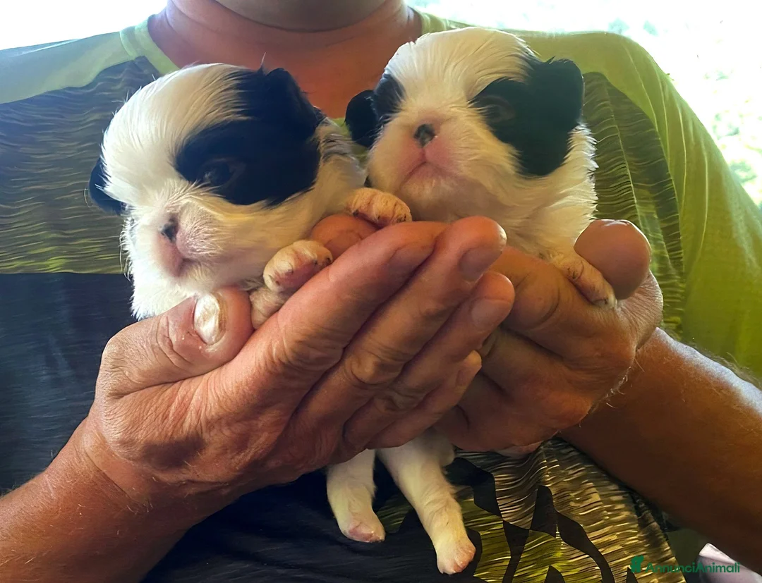 Chin cani in vendita: Cuccioli Japan Chin - Annuncio 2