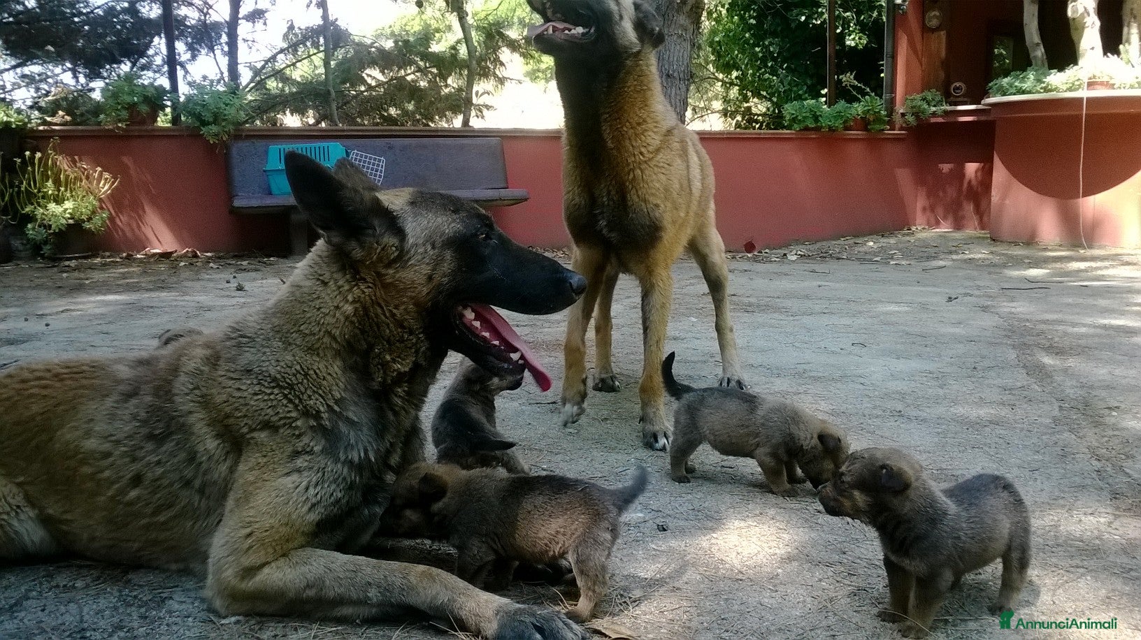 Pastore Belga cani Cuccioli Pastore Belga Malinois Puglia Calabria - Annuncio 2