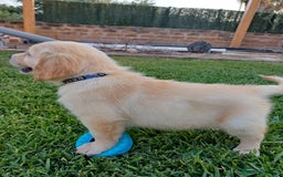 Golden Retriever cani in vendita: Vendo cuccioli  a Libero consorzio comunale di Agrigento - Immagine 3