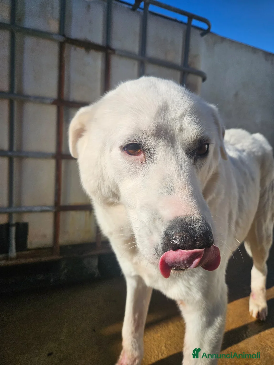 Meticcio cani in regalo: Consuelo: dolce, equilibrata, socievole  a Città Metropolitana di Genova - Annuncio 11