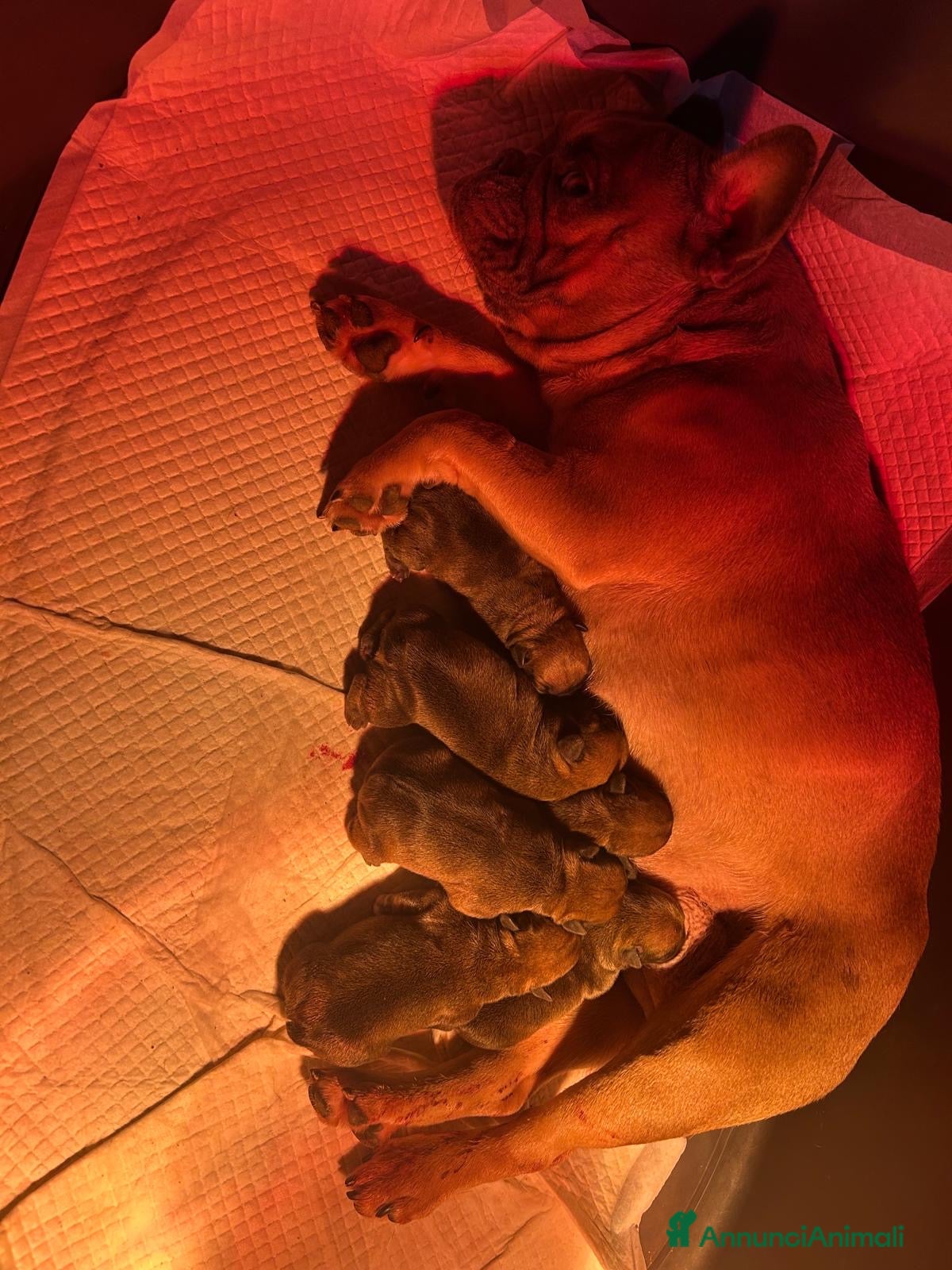 Bulldog Francese cani cuccioli di Bulldog francese Red  - Annuncio 23