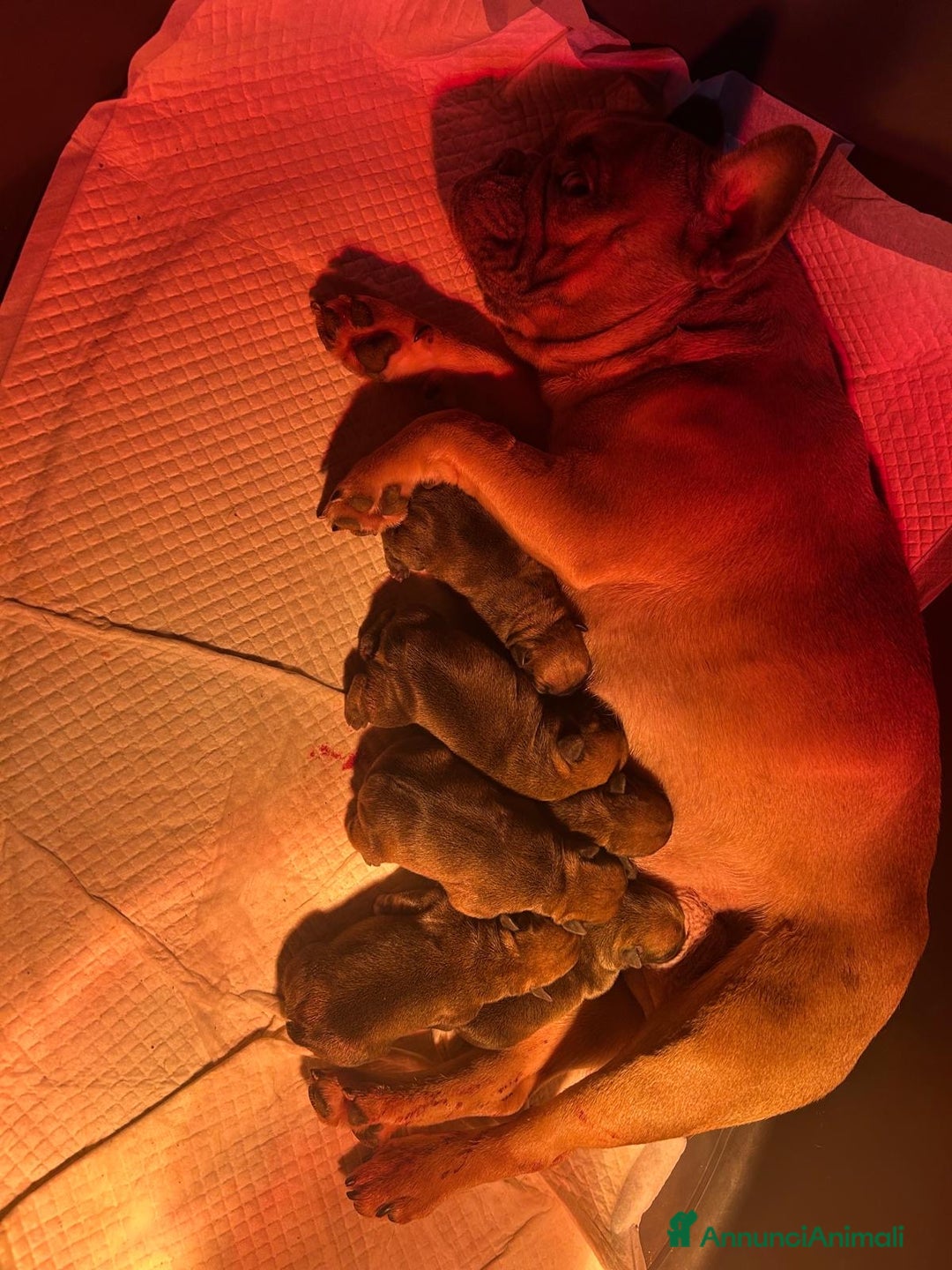 Bulldog Francese cani in vendita: cuccioli di Bulldog francese Red  - Annuncio 1