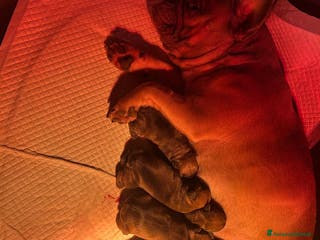Bulldog Francese cani cuccioli di Bulldog francese Red - Annuncio 31