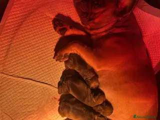 Bulldog Francese cani cuccioli di Bulldog francese Fulvi - Annuncio 16