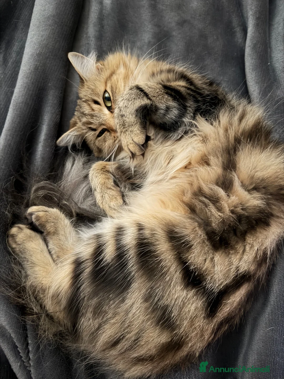 Siberiano gatti per accoppiamento: Freya Cerca fidanzato con pedigree [2 anni e mezz] - Annuncio 2