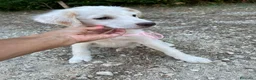 Altre razze cani in regalo: Tenerissimi cuccioli s. Maremmani - Annuncio 7