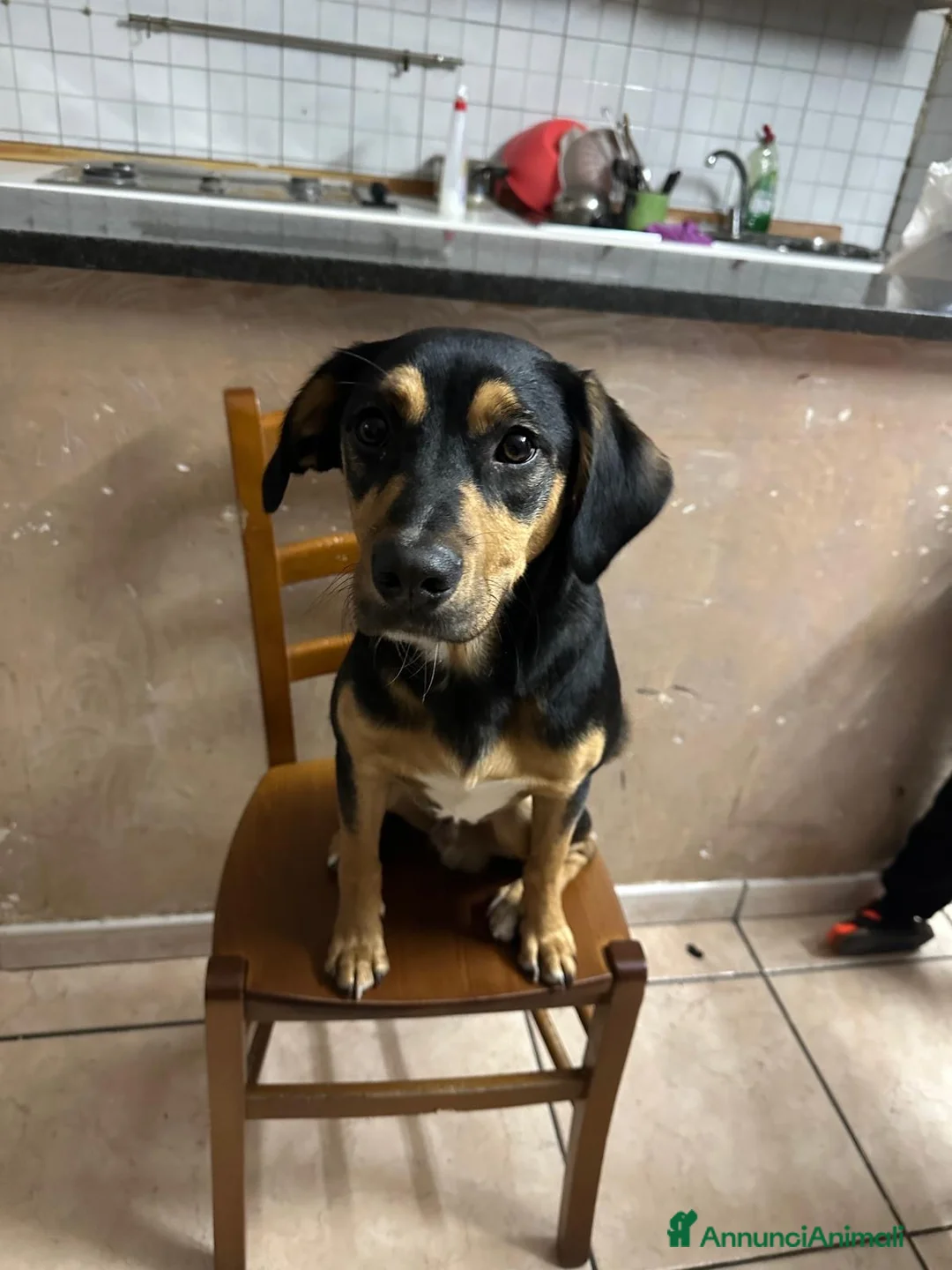 Meticcio cani in regalo: ADOZ.DEL💔:piccolo,bellino,lo mettono sul balcone! - Annuncio 1