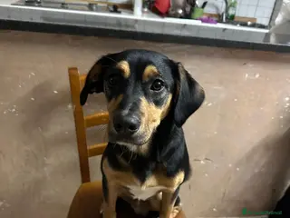 Meticcio cani ADOZ.DEL💔:piccolo,bellino,lo mettono sul balcone! - Annuncio 40