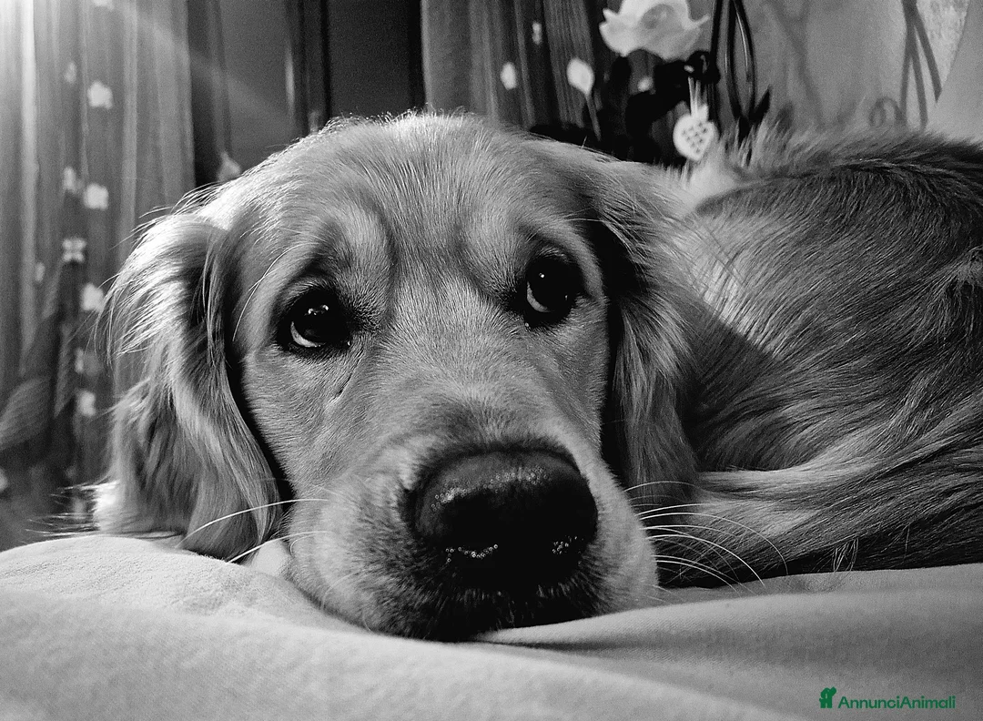 Golden Retriever cani per accoppiamento: Aron cerca fidanzatina - Annuncio 13