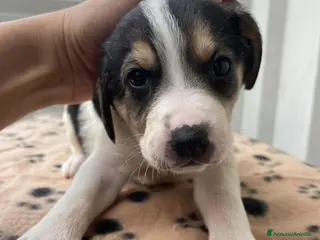 Segugio cani ELETTRA - Annuncio 20