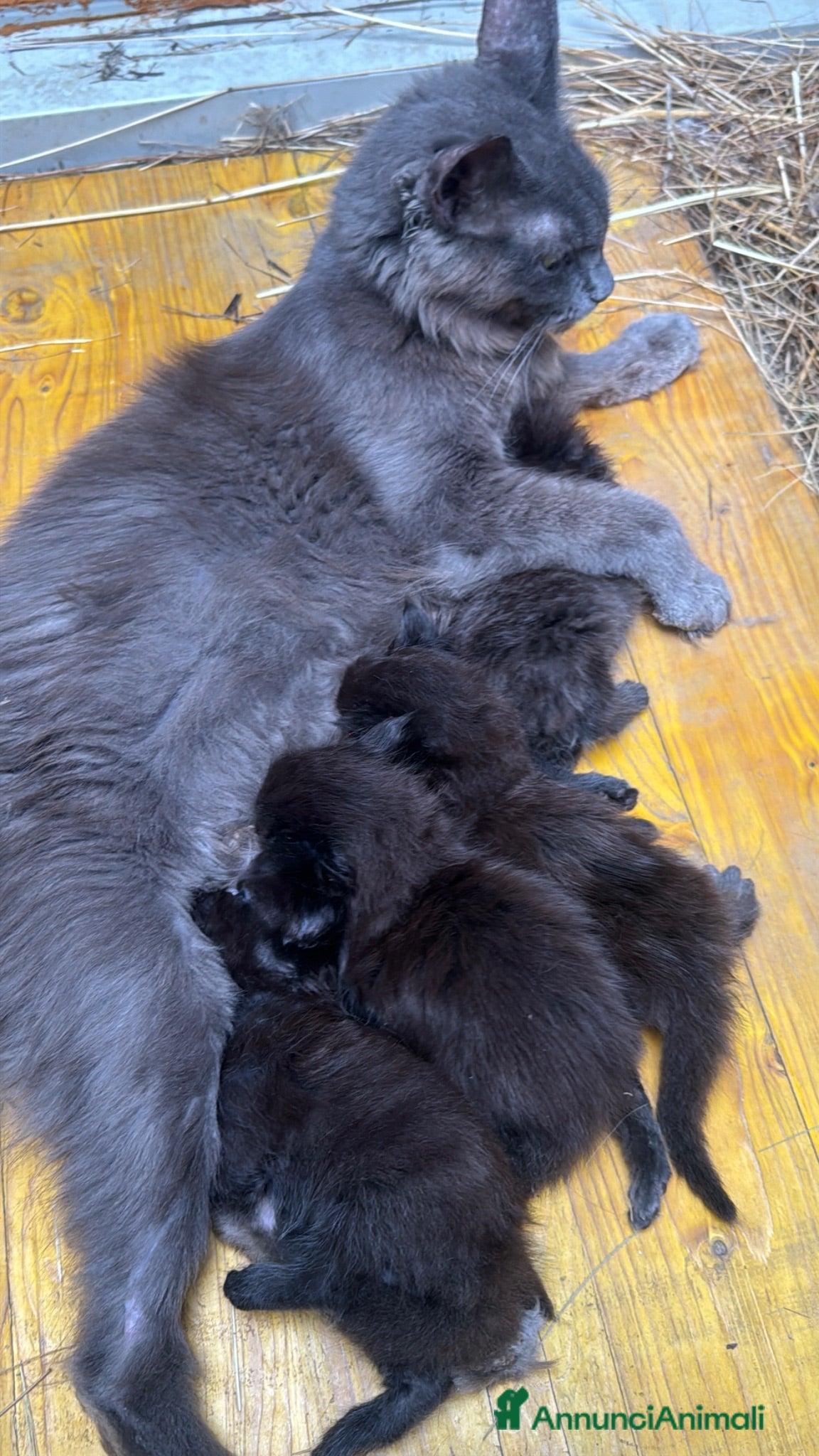 Maine Coon gatti Cuccioli di maine coon manto nero  - Annuncio 2