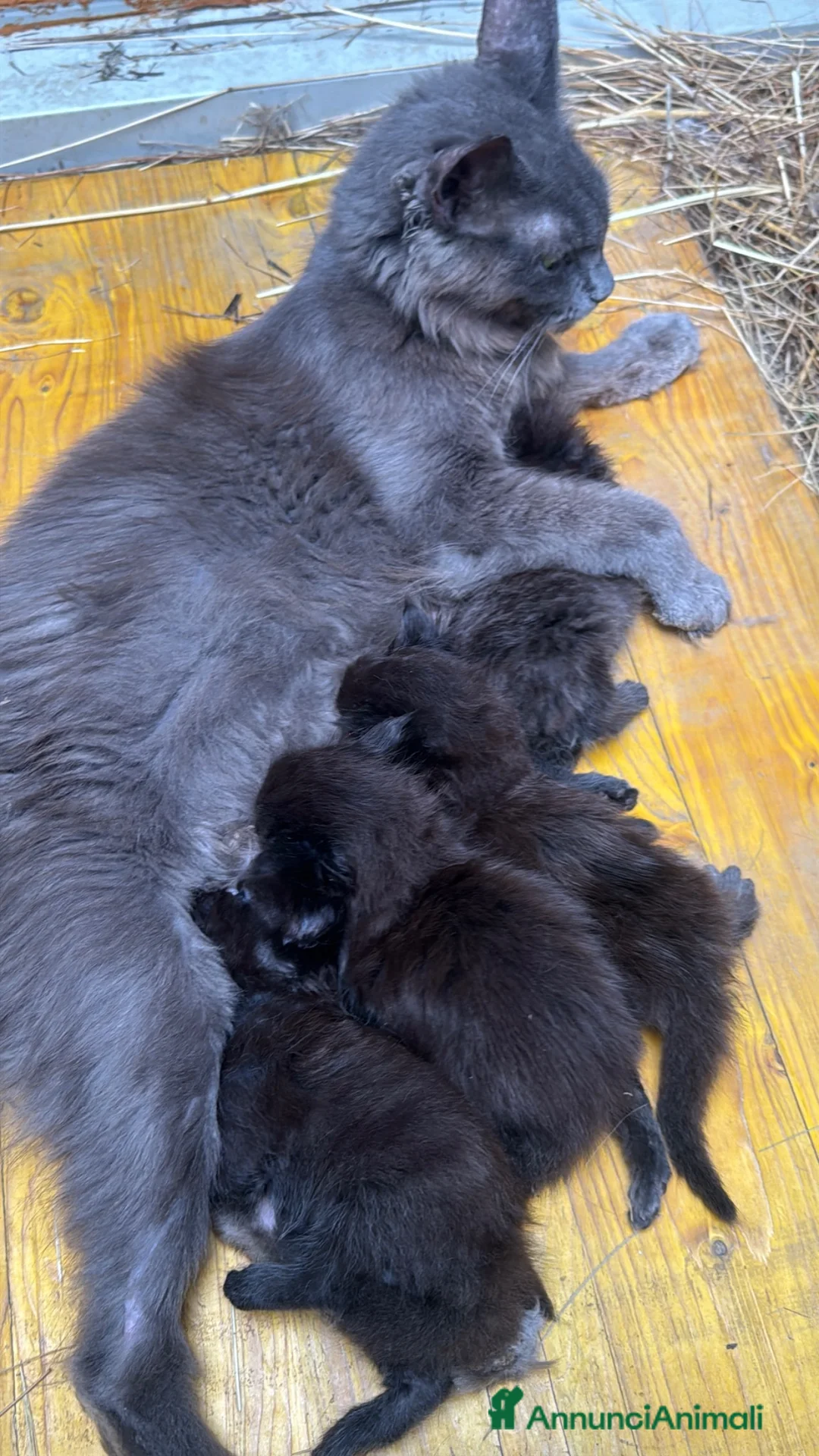 Maine Coon gatti in vendita: Cuccioli di maine coon manto nero  - Annuncio 1