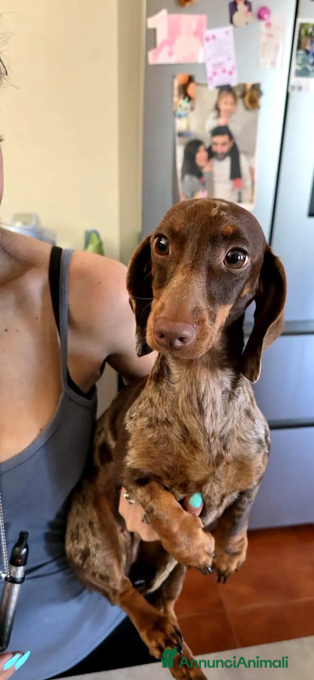 Bassotto cani in vendita: Cuccioli Bassotto  a Città metropolitana di Milano - Annuncio 1