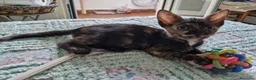 Meticcio gatti in regalo: Gattini adorabili a Provincia di Crotone - Annuncio 3