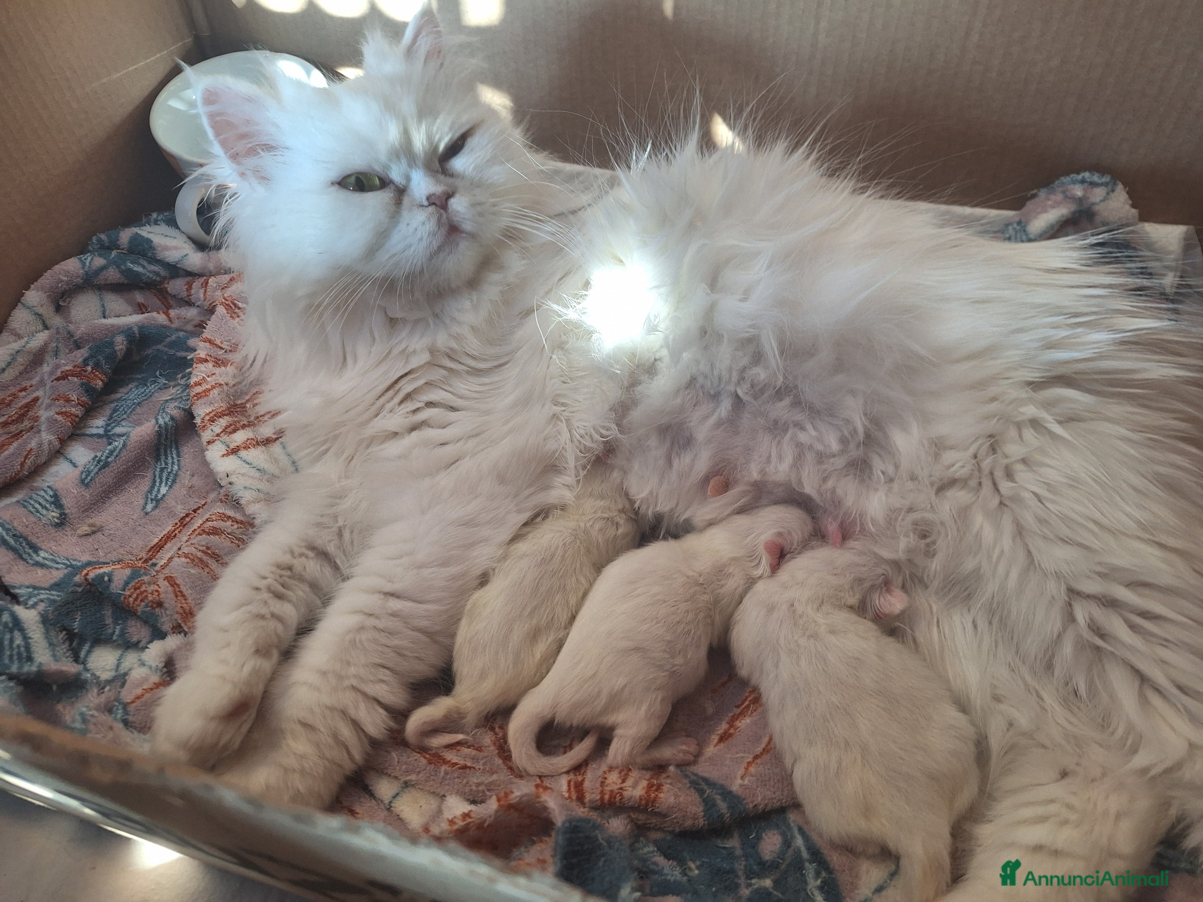 Persiano gatti Persiani bianchi chinchilla - Annuncio 2