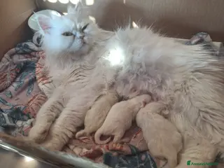 Persiano gatti Persiani bianchi chinchilla - Annuncio 2