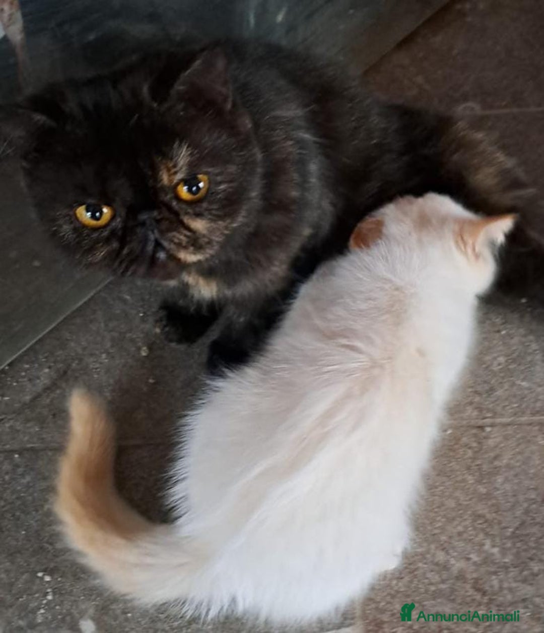 Exotic Shorthair gatti in vendita: Gattino esotico - Annuncio 2