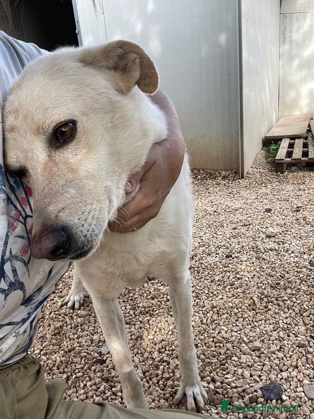 Meticcio cani in regalo: LA DOLCISSIMA SUSY - Annuncio 6